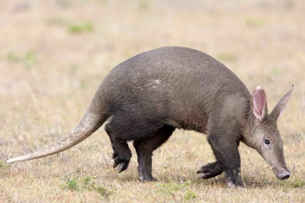 gkun aardvark