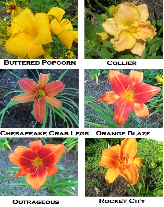 AAA yellow orange lilies