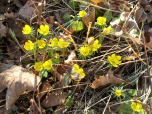 aconite4