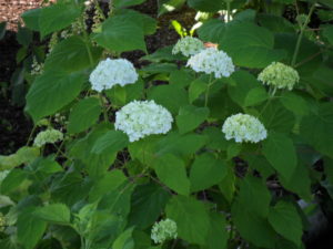 annabelle hydrangea2