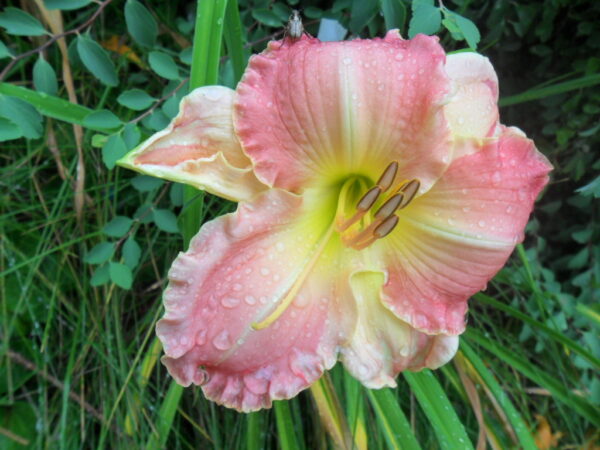 antique rose1