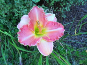 antique rose1