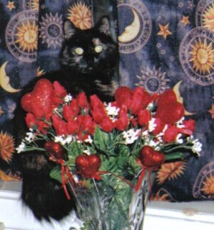 ashes valentine