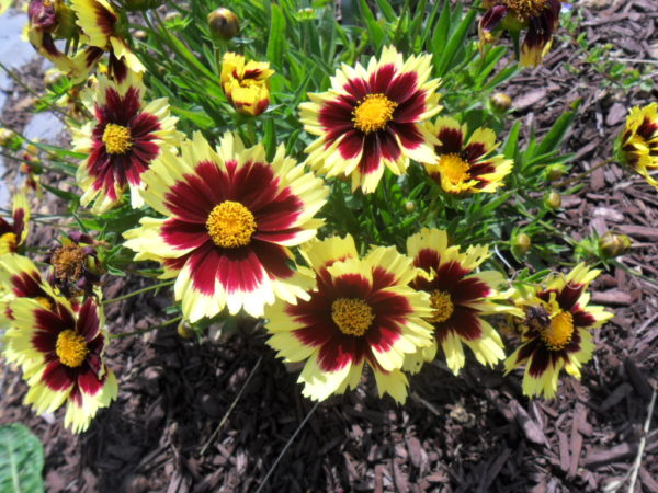 banded coreopsis