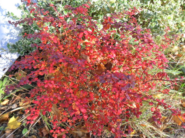 barberry fall color3