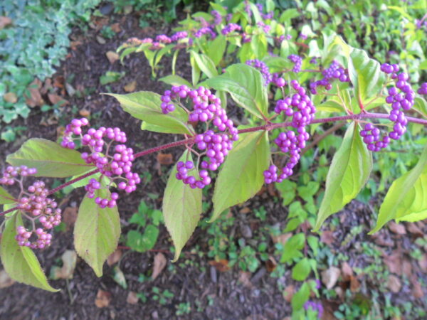 beautyberry6