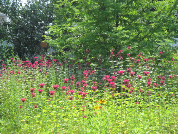 bee balm5
