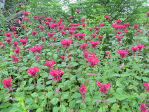 bee balm7