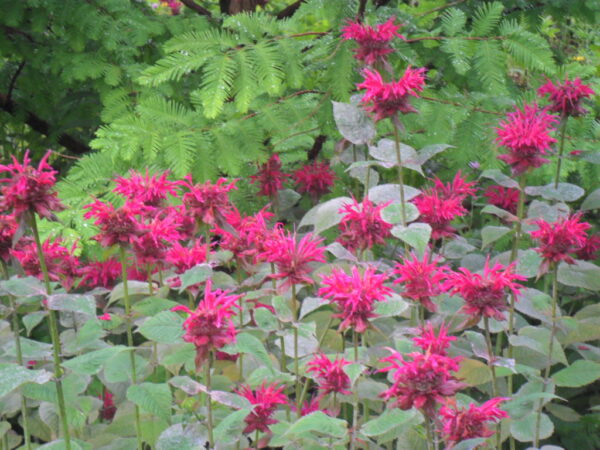 bee balm8