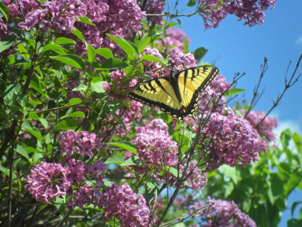 beltane french lilac butterfly2
