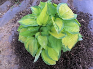 beltane hosta