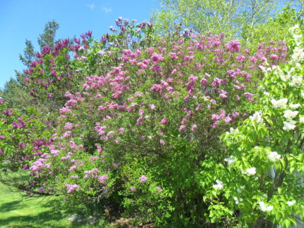 beltane lilac overview2