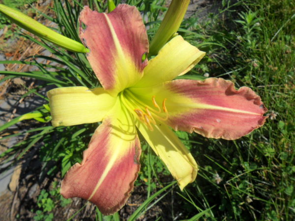 bicolor lily1