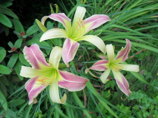 bicolor4