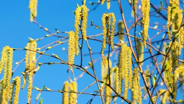 birch catkins