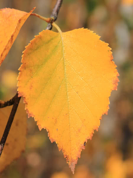 birch fall color