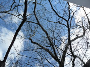birch skyward
