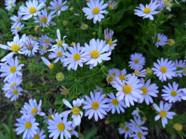 blue daisy4