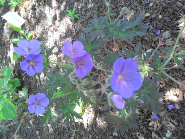 blue geranium5