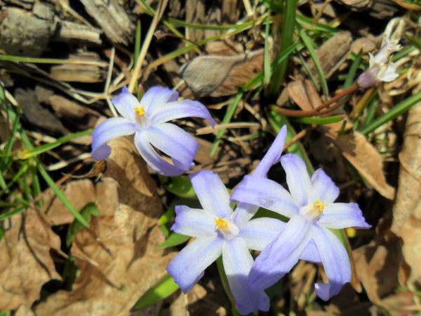 blue squill1