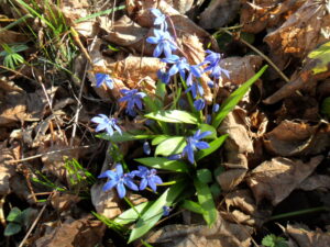 blue squill2