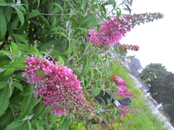 butterfly bush1