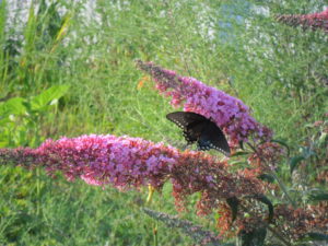 butterfly bush4