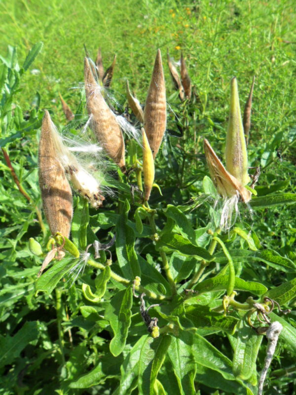 butterfly weed2