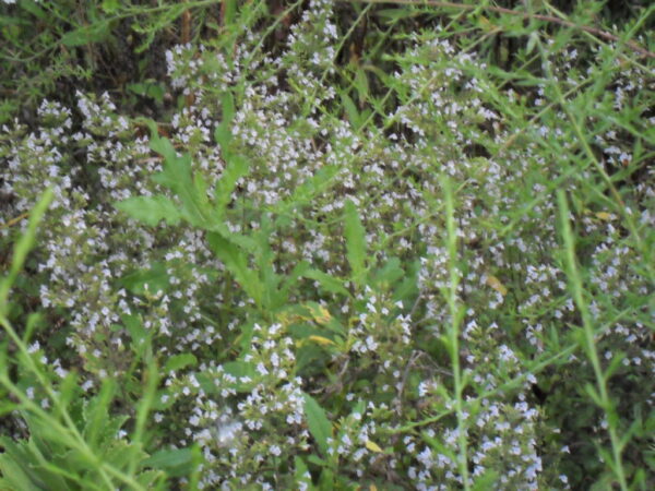 calamint1