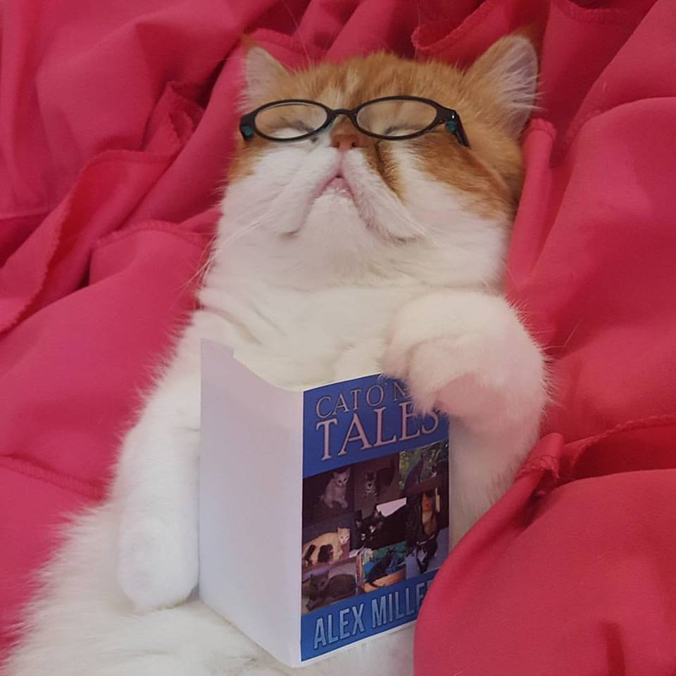 cat reading my book - Alex's Asteroid Astrology | Alex's Asteroid Astrology