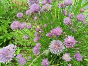 chives4