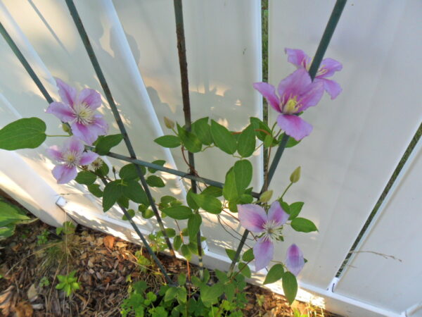 clematis1