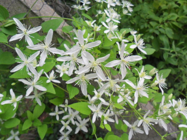 clematis2