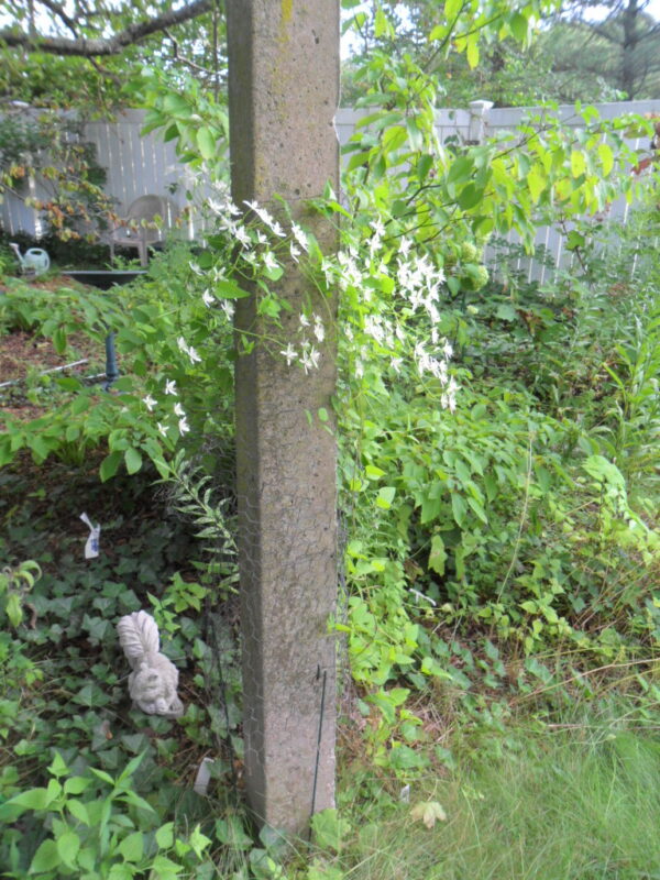 clematis3
