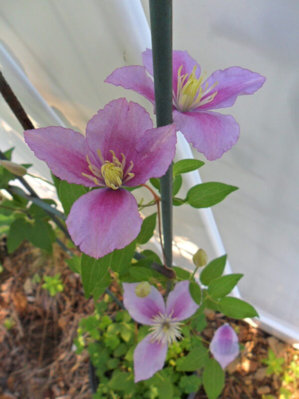 clematis3