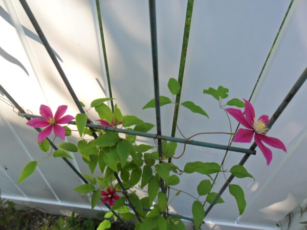 clematis4