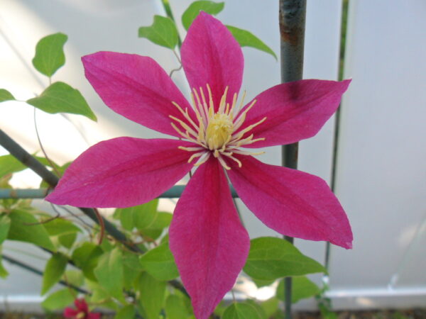 clematis6