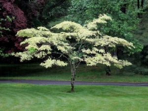 cornus alternifolia