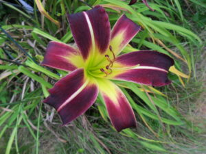 creature of the night2