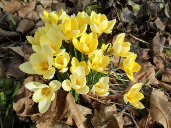 crocus12