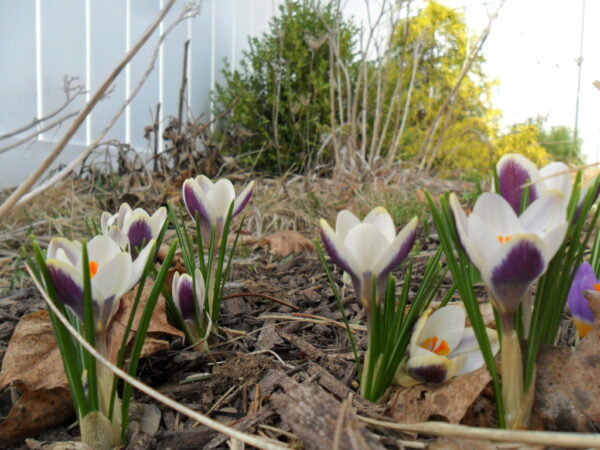 crocus12