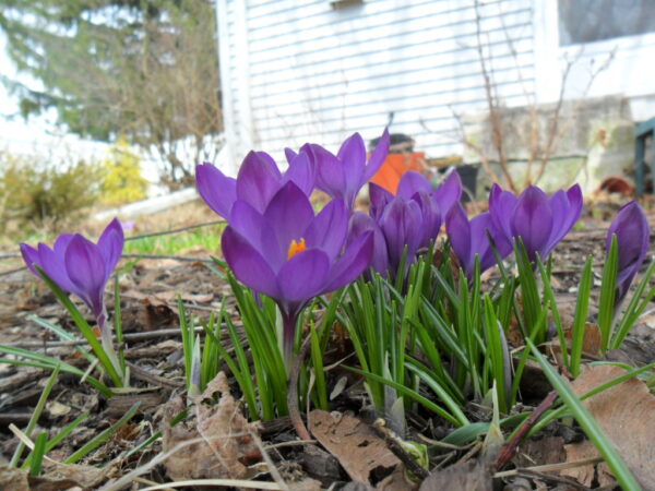 crocus15