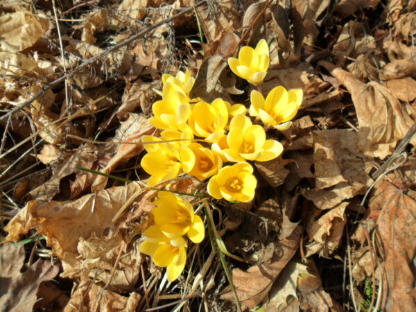 crocus2