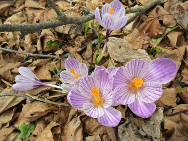 crocus22