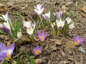 crocus24