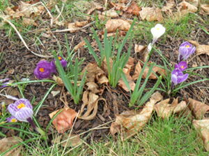 crocus32