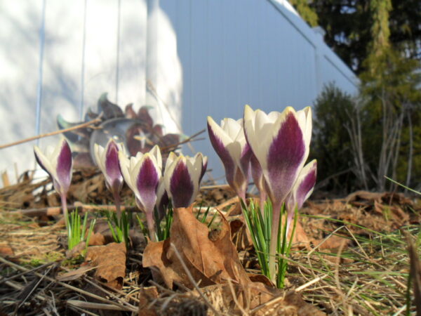 crocus6