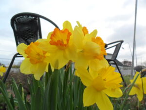 daffs18