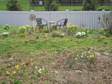 daffs33