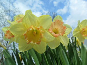 daffs34